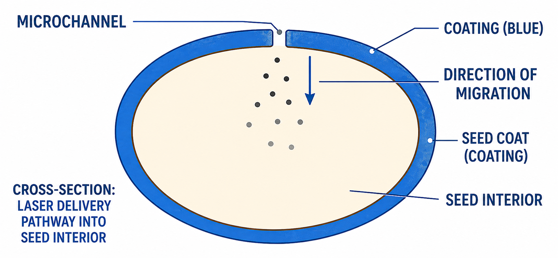 Seed cross-section showing laser delivery pathway